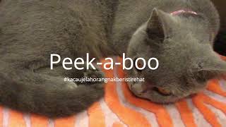 Superstar Pet Studio Cafe New