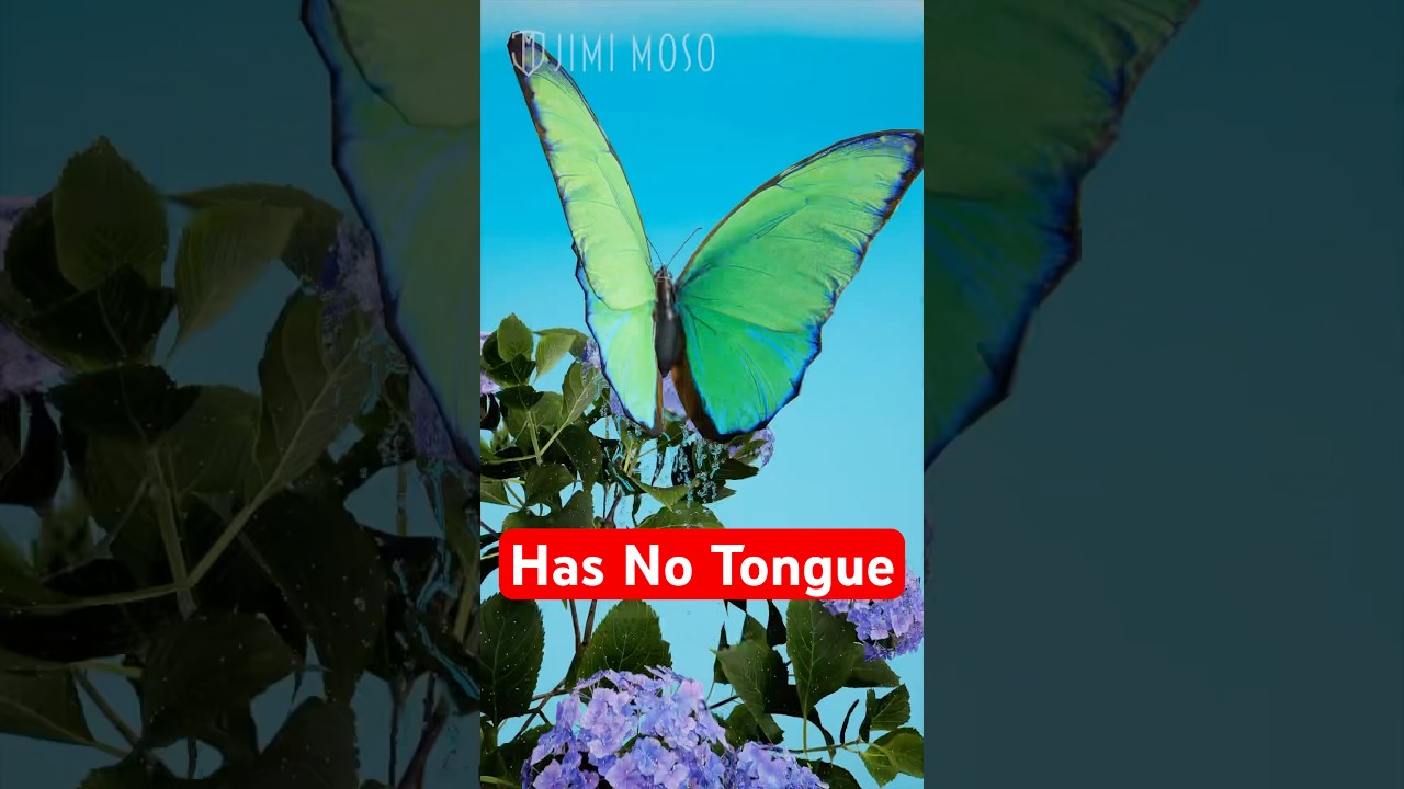 Butterflies Taste With Their Feet and It’s Wilder Than You Think 🦋  