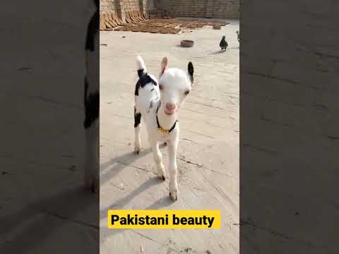 Good Beautiful Youtubeshorts Ytshorts Live Youtube