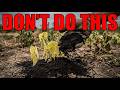 The Coffee Ground Lie: How This "Free Fertilizer" is Actually Killing Your Crops