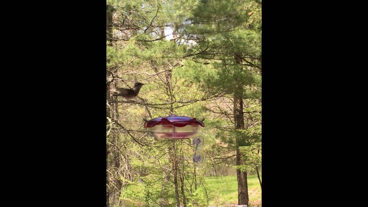 Droll Yankees Ruby Sipper Window Hummingbird Feeder Youtube