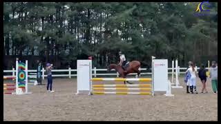For Sale 2020 Farezzo Gelding Amateur Friendly Hunter Prospect 1 0M Show Miles Show