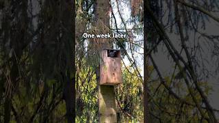 I put up a Tawny Owl box & this happened…