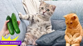 Try Not To Laugh Challenge😁Funny and Cute CAT Videos Compilation 2024😪🐶