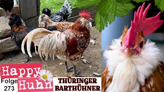 Thüringer Barthühner im Rasseportrait bei HAPPY HUHN E273 Barthuhn Zucht, Bearded Thuringian chicken