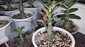 Elen S Adenium pluS