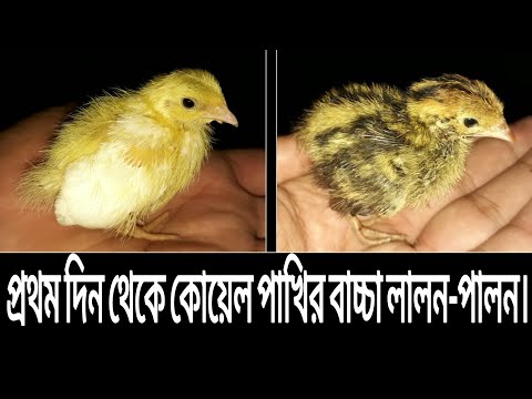 ভিডিও: কীভাবে ঘরে কোয়েল খাওয়াবেন