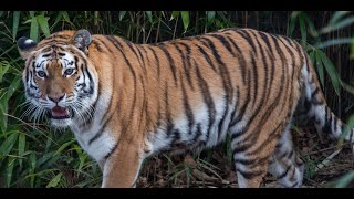 Lost Tiger Sound Effects