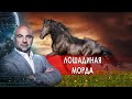 Лошадиная морда. «Как устроен мир" с Тимофеем Баженовым (17.02.21).