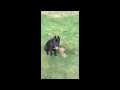 6mo old cane corso san roccos onyx  dog training