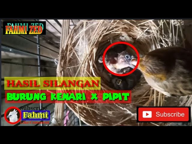 PERSILANGAN BURUNG KENARI DAN PIPIT #Ternakkenarikoloni - YouTube