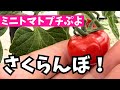 【収穫の儀】幻のミニトマト「プチぷよ」初収穫！