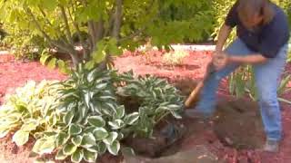 How to Dig Up Hostas
