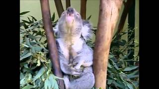 Koala sounds - Compilation by The Funniest Animals 1,525,503 views 10 years ago 1 minute, 15 seconds
