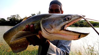 Big Wallago Attu catfish hunting | Big Murrel fish catching Video | Ahtesham khan Fishing