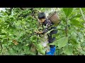 Nam  poor boy picking wild figs to sell the orphan boys joy when he sold all his fruit