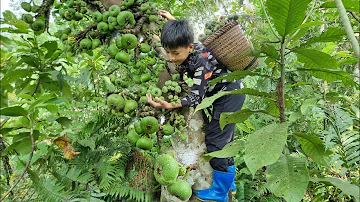 Nam - poor boy: Picking wild figs to sell. The orphan boy's joy when he sold all his fruit