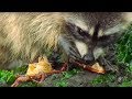 Raccoon vs Rock Crab | Blue Planet | BBC Earth