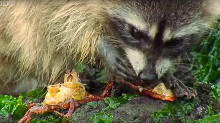 Raccoon vs Rock Crab | Blue Planet | BBC Earth