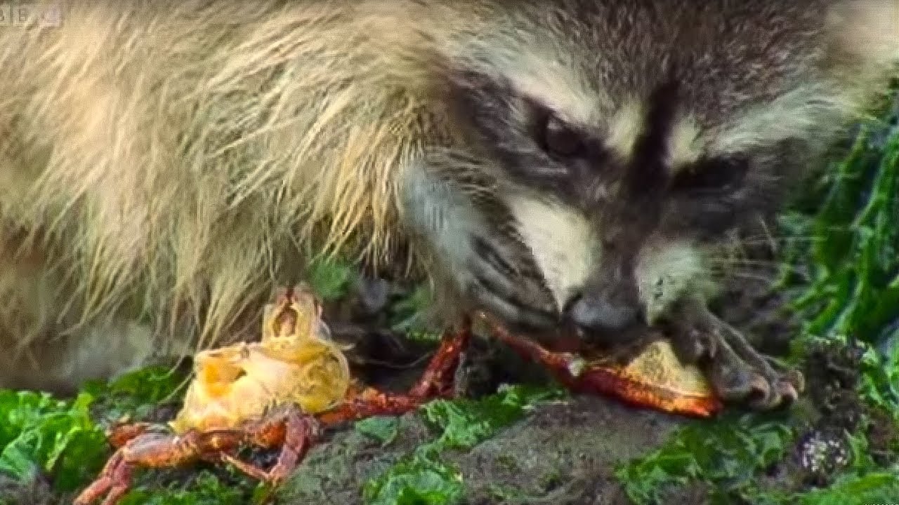 ⁣Raccoon vs Rock Crab | Blue Planet | BBC Earth