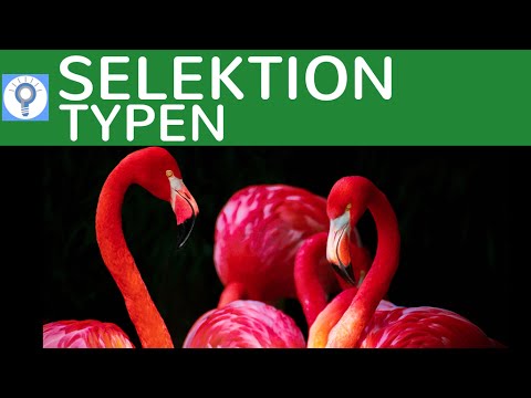 Selektion  Selektionstypen Disruptive Stabilisierende Transformierende Selektion  Evolution 13