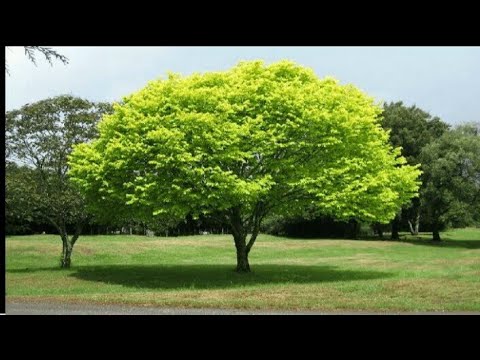 فيديو: أي شجرة تسمى شجرة الموت والخلود