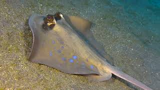 Unlocking the Secrets of Stingrays: Your Path to Relaxation