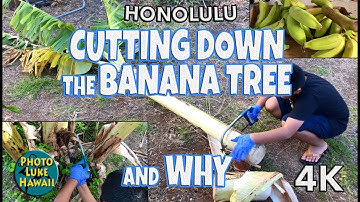 Cutting Down the Banana Tree and Why, Austin Demonstrates 9/15/2019