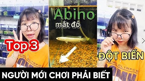 TOP 3 dòng cá lóc ĐỘT BIẾN người mới chơi phải biết!? #suncuong