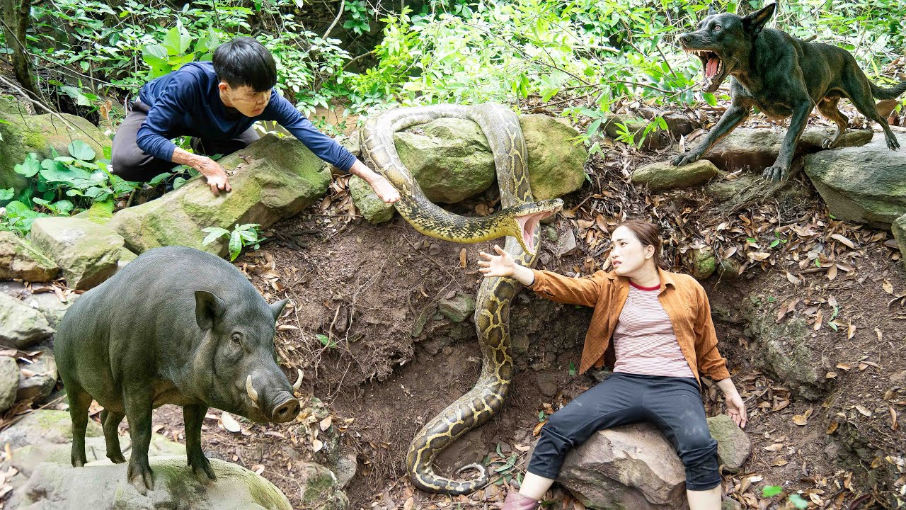 Smart DOG confronts wild BOAR & Giant ANACONDA - Female hunter falls into trap | Lý Thị Hoa