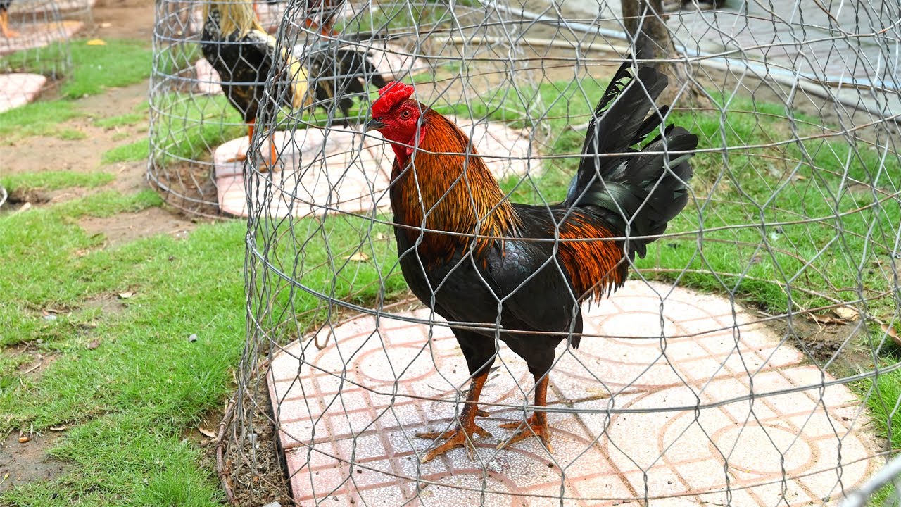 Khung chuẩn nết lì gà đẹp/ Tung Vlog