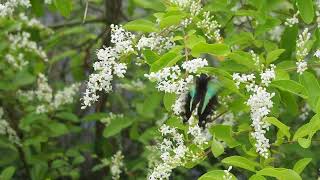 プリベットの花にアオスジアゲハが蜜を求めてやってきていました。