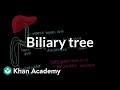 Biliary tree | Gastrointestinal system physiology | NCLEX-RN | Khan Academy