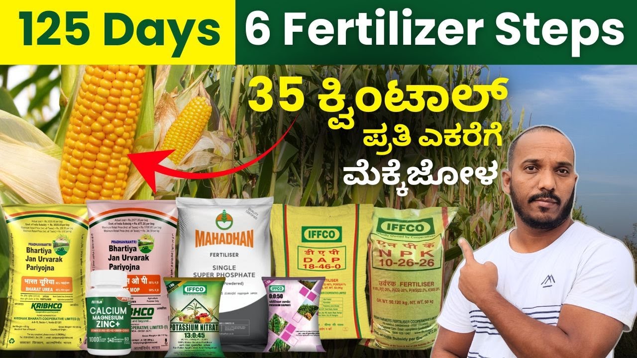 ಮೆಕ್ಕೆಜೋಳ ಇಳುವರಿಗೆ ಹಾಕುವ ಗೊಬ್ಬರ | Maize Crop Full Fertilizer Guide Step by Step