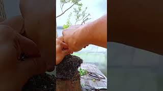 ดัดบอนไซ bonsai ง่ายๆ ในตอนเช้า บอนไซมือใหม่ bonsai tree for beginner