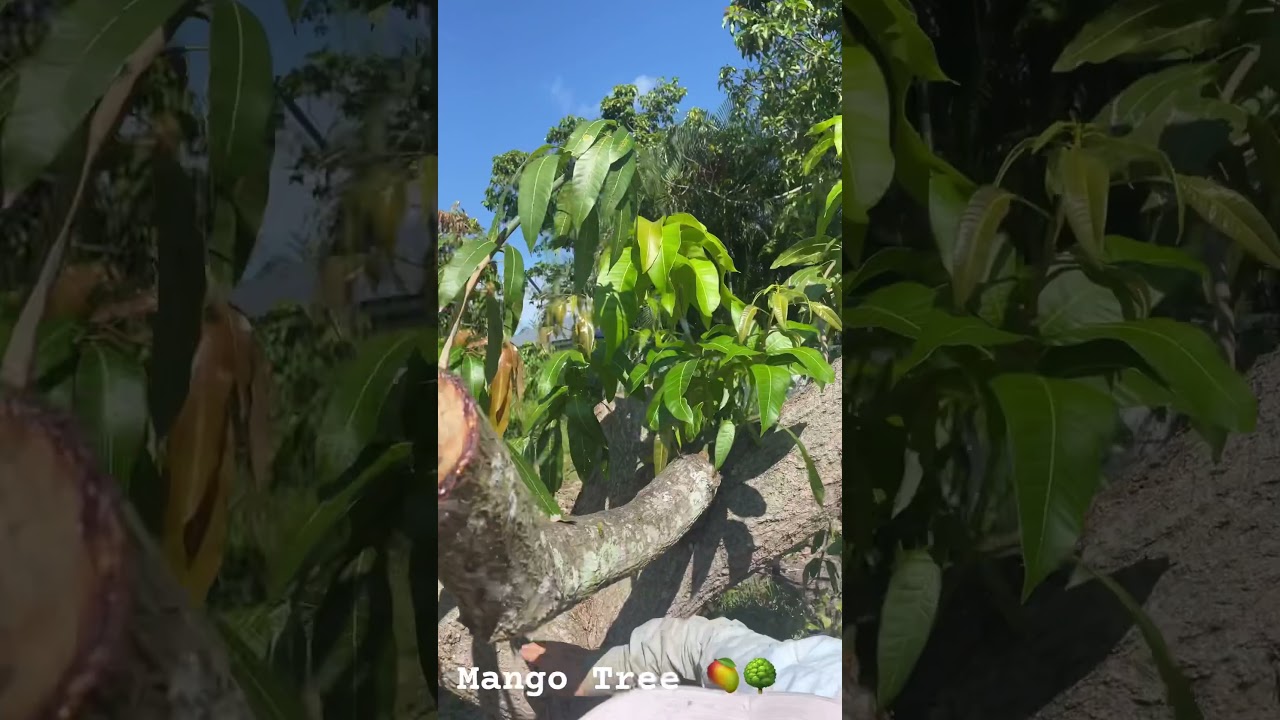 2023 Mango Tree Top Work Project #2