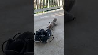 Squirrel interested in my road running shoes