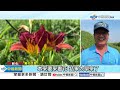 把握週末賞花! 花旗木&quot;大爆開&quot; 下週&quot;全台炸雨&quot;下六天│中視新聞 20240420