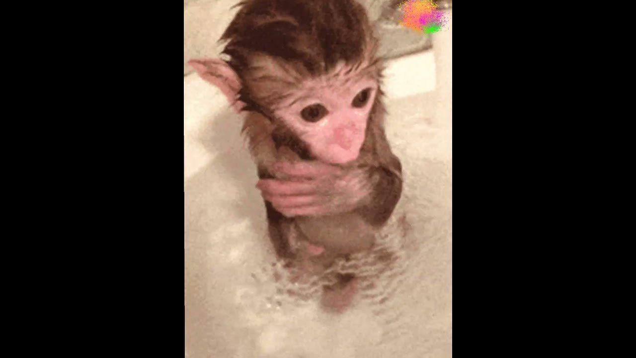 Купание обезьян мнение. Обезьяна в душе. Обезьянка в ванной. Обезьяна в ванне.