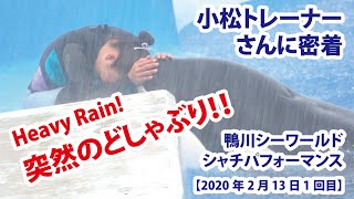 突然のどしゃぶり　必見です　小松トレーナーさんに密着【2020年2月13日1回目　鴨川シーワールド　シャチパフォーマンス】