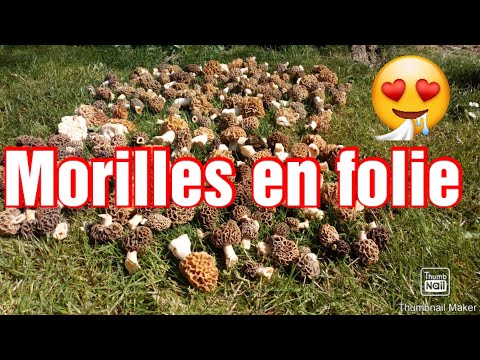 Vidéo: Morilles : Cueillir Et Cuisiner