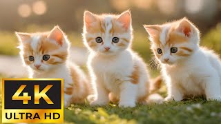 Baby Animals 4K ~ Relaxing Music With Beautiful Baby Animals: Heals the Mind, Body and Soul by Tiny Paws 9,747 views 2 weeks ago 10 hours, 45 minutes