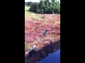 Oystercatchers & Chicks