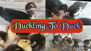 Ducklings to Duck timelapse | 100 days | duckling growth stages | ABD | Muscovy