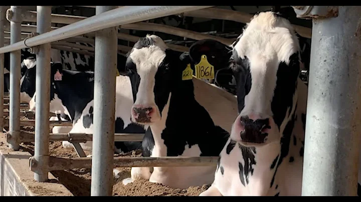 Recycled Bedding Video