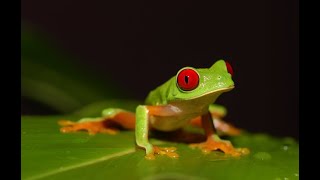 LEJANO ORIENTE - Documental Naturaleza HD 1080p - Grandes Documentales