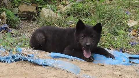 CỘC ĐỰC ĐEN TUYỀN (LƯỠI ĐỐM THÉP, TAI DƯNG TỰ NHIÊN) 50 NGÀY TUỔI - CHÓ BẮT BẢN MÔNG HOANG DÃ