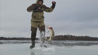 Ловлю щук на жерлицы на Вуоксе! Такого клёва я давно не видел!!!