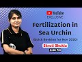Fertilization in Sea Urchin (Quick Revision for Nov 2020)
