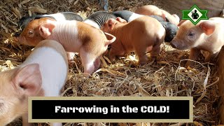 Farrowing in the Polar Vortex!